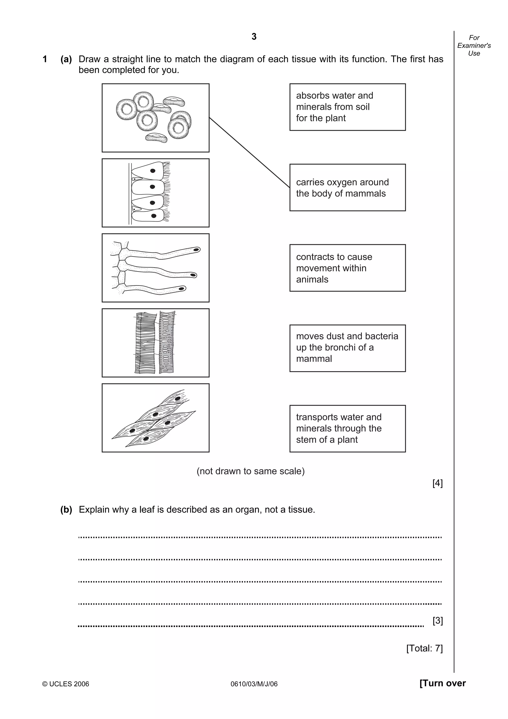 3
© UCLES 2006 0610/03/M/J/06 [Turn over
For
Examiner's
Use
1 (a) Draw a straight line to match the diagram of each tissue with its function. The first has
been completed for you.
moves dust and bacteria
up the bronchi of a
mammal
transports water and
minerals through the
stem of a plant
contracts to cause
movement within
animals
carries oxygen around
the body of mammals
absorbs water and
minerals from soil
for the plant
(not drawn to same scale)
[4]
(b) Explain why a leaf is described as an organ, not a tissue.
[3]
[Total: 7]
 