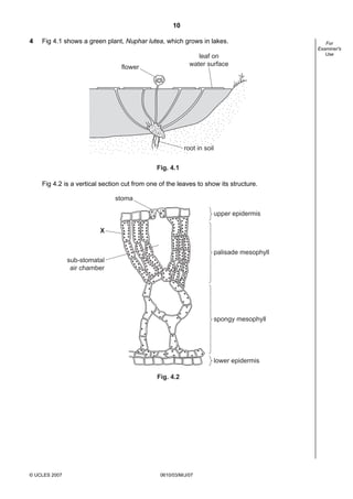 Second variant Question Paper
10
4

Fig 4.1 shows a green plant, Nuphar lutea, which grows in lakes.
leaf on
water surface

flower

root in soil
Fig. 4.1

Fig 4.2 is a vertical section cut from one of the leaves to show its structure.

stoma
upper epidermis
X
palisade mesophyll
sub-stomatal
air chamber

spongy mesophyll

lower epidermis
Fig. 4.2

© UCLES 2007

0610/03/M/J/07

For
Examiner's
Use

 