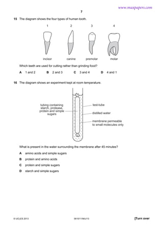 www.maxpapers.com
7
15 The diagram shows the four types of human tooth.
1

2

3

4

incisor

canine

premolar

molar

Which teeth are used for cutting rather than grinding food?
A

1 and 2

B

2 and 3

C

3 and 4

D

4 and 1

16 The diagram shows an experiment kept at room temperature.

test-tube

tubing containing
starch, protease,
protein and simple
sugars

distilled water
membrane permeable
to small molecules only

What is present in the water surrounding the membrane after 45 minutes?
A

amino acids and simple sugars

B

protein and amino acids

C

protein and simple sugars

D

starch and simple sugars

© UCLES 2013

0610/11/M/J/13

[Turn over

 