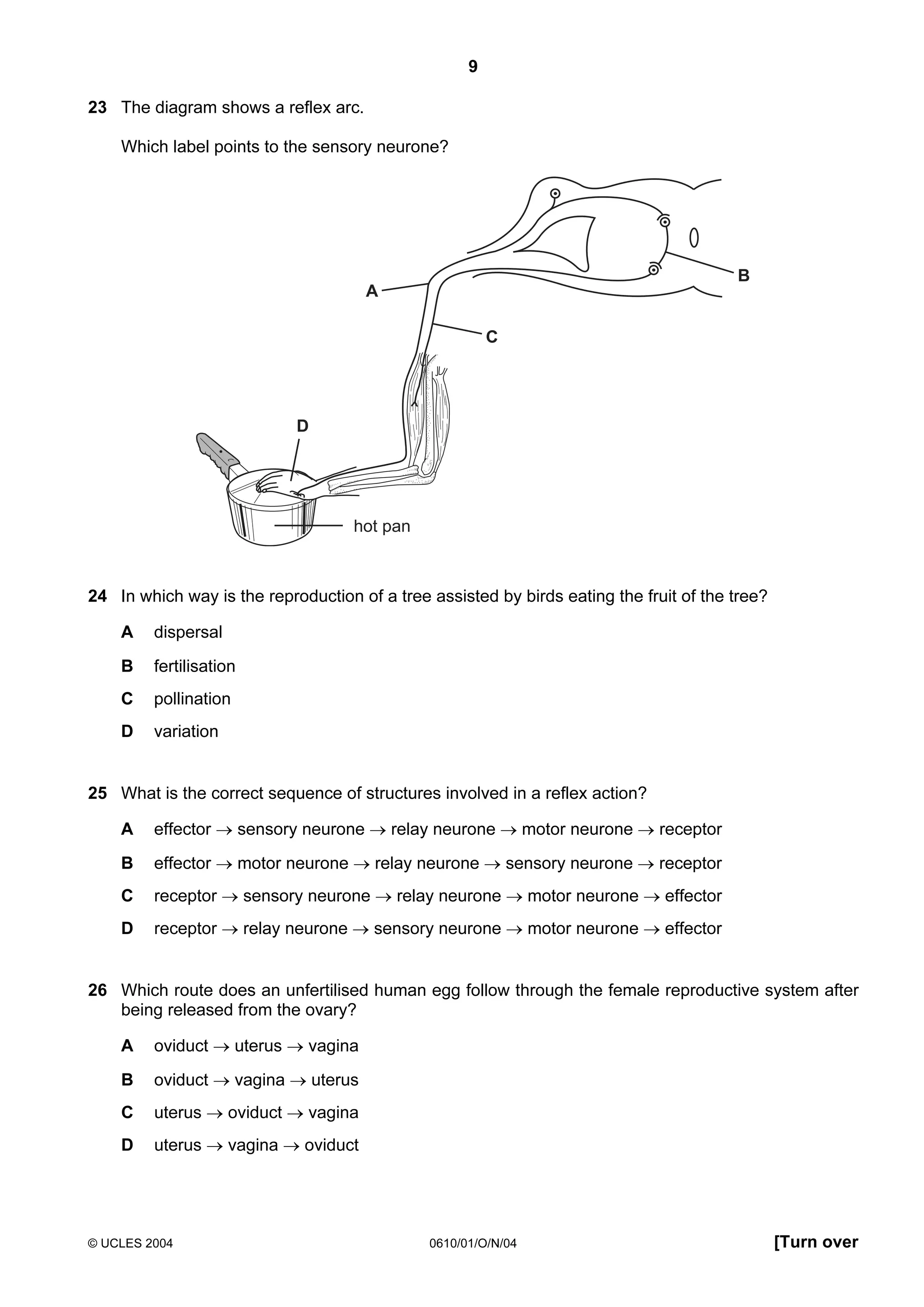 9
23 The diagram shows a reflex arc.
Which label points to the sensory neurone?

B

A
C

D

hot pan

24 In which way is the reproduction of a tree assisted by birds eating the fruit of the tree?
A

dispersal

B

fertilisation

C

pollination

D

variation

25 What is the correct sequence of structures involved in a reflex action?
A

effector → sensory neurone → relay neurone → motor neurone → receptor

B

effector → motor neurone → relay neurone → sensory neurone → receptor

C

receptor → sensory neurone → relay neurone → motor neurone → effector

D

receptor → relay neurone → sensory neurone → motor neurone → effector

26 Which route does an unfertilised human egg follow through the female reproductive system after
being released from the ovary?
A

oviduct → uterus → vagina

B

oviduct → vagina → uterus

C

uterus → oviduct → vagina

D

uterus → vagina → oviduct

© UCLES 2004

0610/01/O/N/04

[Turn over

 