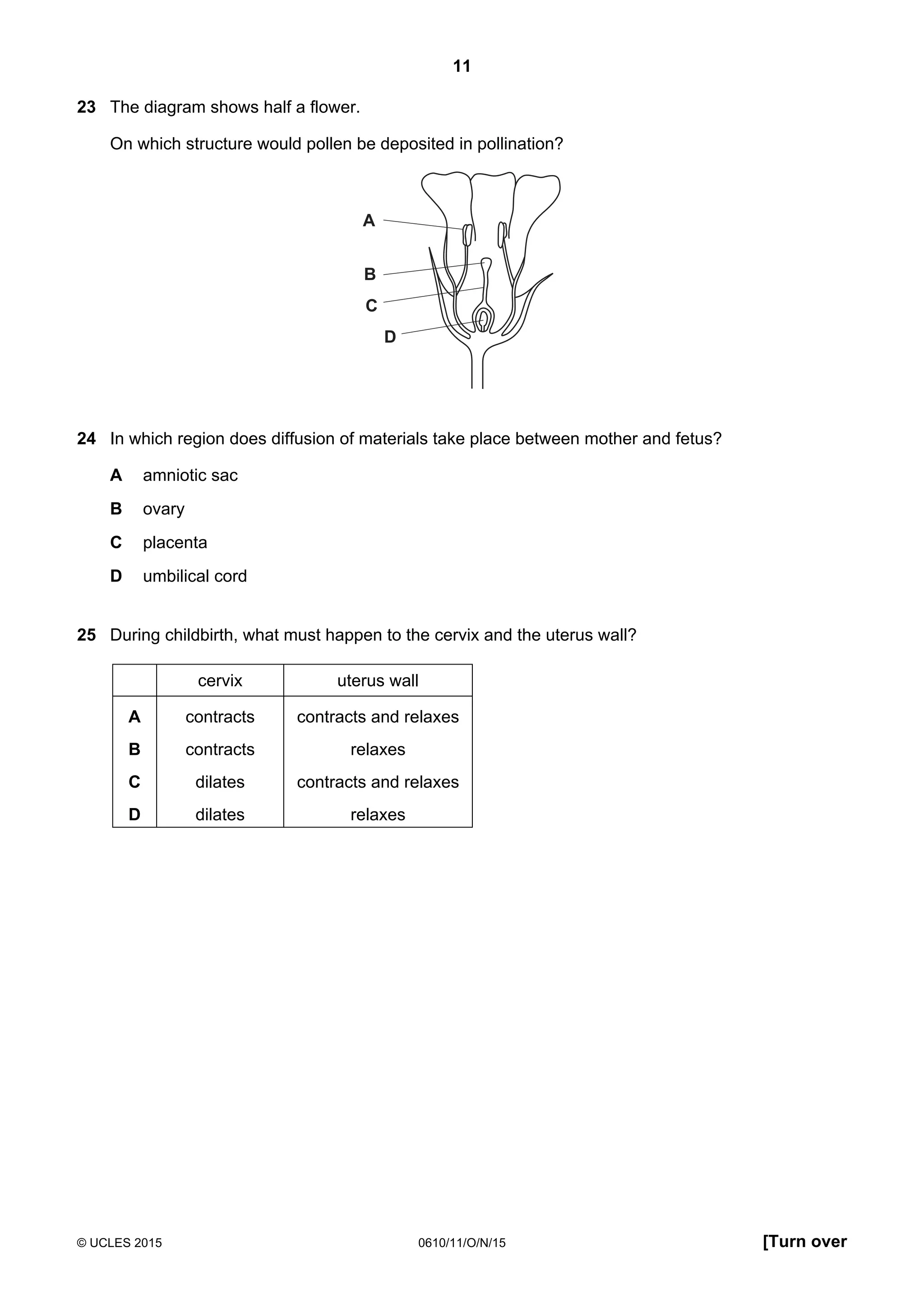 11
© UCLES 2015 0610/11/O/N/15 [Turn over
23 The diagram shows half a flower.
On which structure would pollen be deposited in pollination?
A
B
C
D
24 In which region does diffusion of materials take place between mother and fetus?
A amniotic sac
B ovary
C placenta
D umbilical cord
25 During childbirth, what must happen to the cervix and the uterus wall?
cervix uterus wall
A contracts contracts and relaxes
B contracts relaxes
C dilates contracts and relaxes
D dilates relaxes
 