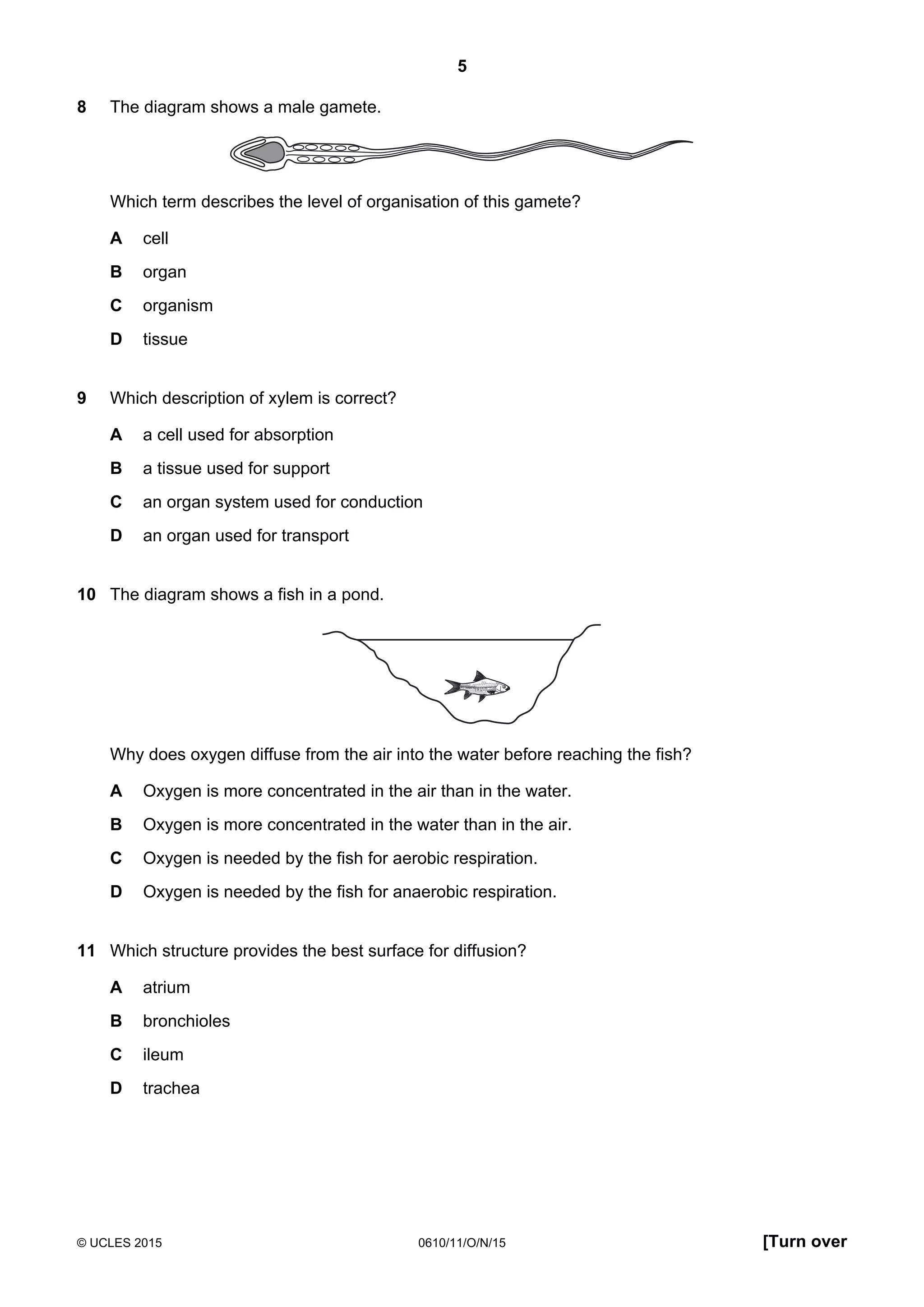 5
© UCLES 2015 0610/11/O/N/15 [Turn over
8 The diagram shows a male gamete.
Which term describes the level of organisation of this gamete?
A cell
B organ
C organism
D tissue
9 Which description of xylem is correct?
A a cell used for absorption
B a tissue used for support
C an organ system used for conduction
D an organ used for transport
10 The diagram shows a fish in a pond.
Why does oxygen diffuse from the air into the water before reaching the fish?
A Oxygen is more concentrated in the air than in the water.
B Oxygen is more concentrated in the water than in the air.
C Oxygen is needed by the fish for aerobic respiration.
D Oxygen is needed by the fish for anaerobic respiration.
11 Which structure provides the best surface for diffusion?
A atrium
B bronchioles
C ileum
D trachea
 
