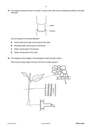 7
© UCLES 2016 0610/21/O/N/16 [Turn over
15 The diagram shows the stem of a plant. A strip of the outer tissue including the phloem has been
removed.
xylem
phloem
How is transport in the plant affected?
A Amino acids and sugar cannot pass to the roots.
B Dissolved salts cannot pass to the leaves.
C Water cannot pass to the leaves.
D Water cannot pass to the roots.
16 The diagrams show stages in the passage of water through a plant.
Which arrow shows water moving in the form of water vapour?
C
D
A
B
 