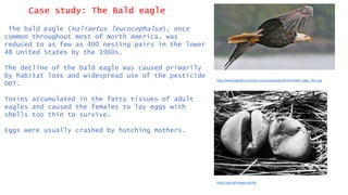 Case study: The Bald eagle
The bald eagle (Haliaetus leucocephalus), once
common throughout most of North America, was
reduced to as few as 400 nesting pairs in the lower
48 United States by the 1960s.
The decline of the bald eagle was caused primarily
by habitat loss and widespread use of the pesticide
DDT.
Toxins accumulated in the fatty tissues of adult
eagles and caused the females to lay eggs with
shells too thin to survive.
Eggs were usually crashed by hutching mothers.
http://www.bagheera.com/wp-content/uploads/2014/01/bald_eagle_2011.jpg
https://goo.gl/images/uSVAfg
 