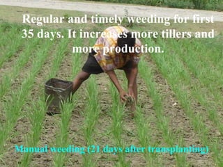 Regular and timely weeding for first 35 days. It increases more tillers and more production. Manual weeding (21 days after...