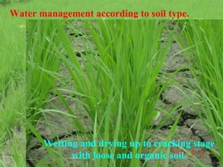 Water management according to soil type. Wetting and drying up to cracking stage with loose and organic soil. 