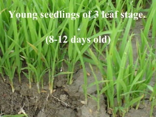 Young seedlings of 3 leaf stage. (8-12 days old) 
