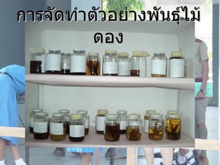 การจัดทำตัวอย่างพัȨุ์ไม้ดอง 