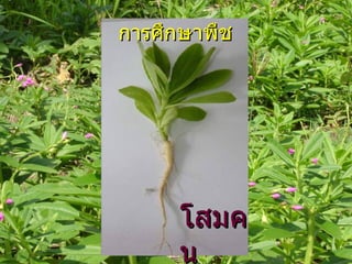 การศึกษาพืช โสมคน 