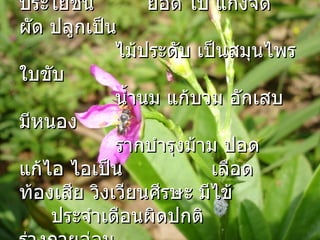 การออกดอก ตลอดปี ขยายพันธุ์ เมล็ด ปักชำ ประโยชน์ ยอด ใบ แกงจืด ผัด ปลูกเป็น ไม้ประดับ เป็นสมุนไพร ใบขับ น้ำนม แก้บวม อักเสบ มีหนอง รากบำรุงม้าม ปอด แก้ไอ ไอเป็น เลือด ท้องเสีย วิงเวียนศีรษะ มีไข้  ประจำเดือนผิดปกติ ร่างกายอ่อน เพลียจากการทำงานหนักหรือเพิ่ง ฟื้นไข้ 