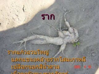ราก รากแก้วอวบใหญ่ แตกแขนงคล้ายรากโสมเกาหลี เปลือกนอกสีน้ำตาล เมื่อขูดผิวของรากสักครู่  รอยขูดจะเป็นสีแดง เมื่อแก่เต็มที่จะเน่า มีกลิ่นฉุน 