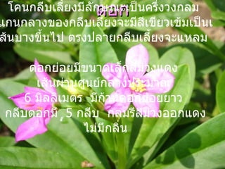 ดอก เป็นดอกสมบูรณ์เพศ ออกเป็นช่อที่ปลายกิ่ง  มีกลีบเลี้ยง  2   กลีบ   หลุดร่วงง่าย  สีขาวใส ห่อหุ้มดอกขณะตูม   โคนกลีบเลี้ยงมีลักษณะเป็นครึ่งวงกลม  แกนกลางของกลีบเลี้ยงจะมีสีเขียวเข้มเป็นเส้นบางขึ้นไป   ตรงปลายกลีบเลี้ยงจะแหลม  ด อกย่อยมีขนาดเล็กสีม่วงแดง  เส้นผ่านศูนย์กลางประมาณ  6  มิลลิเมตร  มีก้านดอกย่อยยาว  กลีบดอกมี  5  กลีบ  กลมรีสีม่วงออกแดง  ไม่มีกลิ่น 