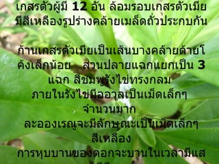 มีแมลงและมดดำมาอาศัยอยู่  ปลายกลีบดอกแหลม  เกสรตัวผู้มี  12   อัน ล้อมรอบเกสรตัวเมีย มีสีเหลืองรูปร่างคล้ายเมล็ดถั่ว ปร ะกบกัน  ก้านเกสรตัวเมียเป็นเส้นบางคล้ายด้ายโค้งเล็กน้อย  ส่วนปลายแฉกแยกเป็น  3  แฉก สีชมพูรังไข่ทรงกลม  ภายในรังไข่มีออวุลเป็นเม็ดเล็กๆ  จำนวนมาก  ละอองเรณูจะมีลักษณะเป็นเม็ดเล็กๆ สีเหลือง   การหุบบานของดอกจะบานในเวลามีแสงมีสีสด  เวลาไม่มี แ สง แดด ดอกจะหุบสีของดอกจะเป็นสีแดงคล้ำ 