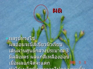 ผล ผลรูปทรงไข่   ผลอ่อนจะมีสีเขียวผิวเรียบ   เส้นผ่านศูนย์กลางประมาณ   3  มิลลิเมตร ผลแก่สีเหลืองอ่อน   เมื่อผลแก่จัดจะแตก ทำให้เมล็ดฟุ้งกระจายไปตกลงบนพื้นดิน  