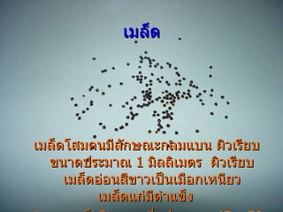 เมล็ด เมล็ดโสมคนมีลักษณะกลมแบน ผิวเรียบ ขนาดประมาณ  1  มิลลิเมตร  ผิวเรียบ เมล็ดอ่อนสีขาวเป็นเมือกเหนียว เมล็ดแก่มีดำแข็ง  จำนวนเมล็ดในผลเฉลี่ยประมาณ  45 – 50  เมล็ด 