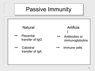 Passive Immunity Colostral transfer of IgA Placental transfer of IgG Antibodies or immunoglobulins Immune cells Natural Artificial 