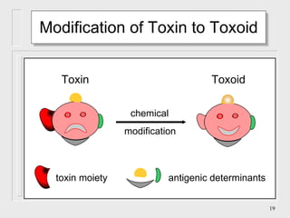Modification of Toxin to Toxoid Toxin toxin moiety antigenic determinants chemical modification Toxoid 
