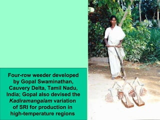 Four-row weeder developed by Gopal Swaminathan, Cauvery Delta, Tamil Nadu, India; Gopal also devised the Kadiramangalam  v...