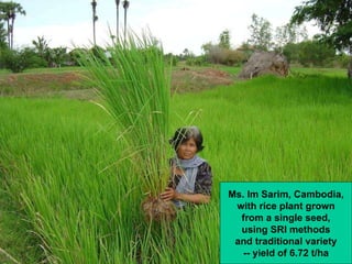 Ms. Im Sarim, Cambodia, with rice plant grown from a single seed, using SRI methods and traditional variety -- yield of 6....