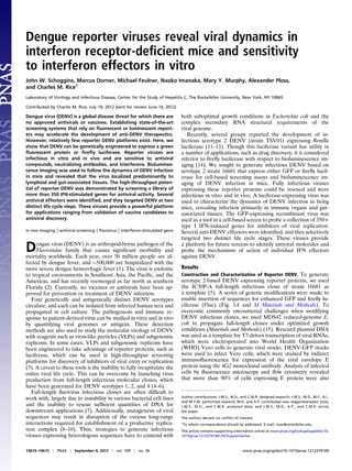 Dengue reporter viruses reveal viral dynamics in
interferon receptor-deﬁcient mice and sensitivity
to interferon effectors in vitro
John W. Schoggins, Marcus Dorner, Michael Feulner, Naoko Imanaka, Mary Y. Murphy, Alexander Ploss,
and Charles M. Rice1
Laboratory of Virology and Infectious Disease, Center for the Study of Hepatitis C, The Rockefeller University, New York, NY 10065
Contributed by Charles M. Rice, July 19, 2012 (sent for review June 16, 2012)
Dengue virus (DENV) is a global disease threat for which there are
no approved antivirals or vaccines. Establishing state-of-the-art
screening systems that rely on ﬂuorescent or luminescent report-
ers may accelerate the development of anti-DENV therapeutics.
However, relatively few reporter DENV platforms exist. Here, we
show that DENV can be genetically engineered to express a green
ﬂuorescent protein or ﬁreﬂy luciferase. Reporter viruses are
infectious in vitro and in vivo and are sensitive to antiviral
compounds, neutralizing antibodies, and interferons. Biolumines-
cence imaging was used to follow the dynamics of DENV infection
in mice and revealed that the virus localized predominantly to
lymphoid and gut-associated tissues. The high-throughput poten-
tial of reporter DENV was demonstrated by screening a library of
more than 350 IFN-stimulated genes for antiviral activity. Several
antiviral effectors were identiﬁed, and they targeted DENV at two
distinct life cycle steps. These viruses provide a powerful platform
for applications ranging from validation of vaccine candidates to
antiviral discovery.
in vivo imaging | antiviral screening | ﬂavivirus | interferon-stimulated gene
Dengue virus (DENV) is an arthropod-borne pathogen of the
Flaviviridae family that causes signiﬁcant morbidity and
mortality worldwide. Each year, over 50 million people are af-
fected by dengue fever, and ∼500,000 are hospitalized with the
more severe dengue hemorrhagic fever (1). The virus is endemic
to tropical environments in Southeast Asia, the Paciﬁc, and the
Americas, and has recently reemerged as far north as southern
Florida (2). Currently, no vaccines or antivirals have been ap-
proved for prevention or treatment of DENV infection.
Four genetically and antigenically distinct DENV serotypes
circulate, and each can be isolated from infected human sera and
propagated in cell culture. The pathogenesis and immune re-
sponse to patient-derived virus can be studied in vitro and in vivo
by quantifying viral genomes or antigens. These detection
methods are also used to study the molecular virology of DENV
with reagents such as virus-like particles (VLPs) and subgenomic
replicons. In some cases, VLPs and subgenomic replicons have
been engineered to take advantage of reporter proteins, such as
luciferase, which can be used in high-throughput screening
platforms for discovery of inhibitors of viral entry or replication
(3). A caveat to these tools is the inability to fully recapitulate the
entire viral life cycle. This can be overcome by launching virus
production from full-length infectious molecular clones, which
have been generated for DENV serotypes 1, 2, and 4 (4–6).
Full-length ﬂavivirus infectious clones are often difﬁcult to
work with, largely due to instability in various bacterial cell lines
and the inability to rescue sufﬁcient quantities of DNA for
downstream applications (7). Additionally, mutagenesis of viral
sequences may result in disruption of the various long-range
interactions required for establishment of a productive replica-
tion complex (8–10). Thus, strategies to generate infectious
viruses expressing heterologous sequences have to contend with
both suboptimal growth conditions in Escherichia coli and the
complex secondary RNA structural requirements of the
viral genome.
Recently, several groups reported the development of in-
fectious serotype 2 DENV (strain TSV01) expressing Renilla
luciferase (11–13). Though this luciferase variant has utility in
a number of applications, such as drug discovery, it is considered
inferior to ﬁreﬂy luciferase with respect to bioluminescence im-
aging (14). We sought to generate infectious DENV based on
serotype 2 strain 16681 that express either GFP or ﬁreﬂy lucif-
erase for cell-based screening assays and bioluminescence im-
aging of DENV infection in mice. Fully infectious viruses
expressing these reporter proteins could be rescued and were
infectious in vitro and in vivo. A luciferase-expressing virus was
used to characterize the dynamics of DENV infection in living
mice, revealing infection primarily in immune organs and gut-
associated tissues. The GFP-expressing recombinant virus was
used as a tool in a cell-based screen to probe a collection of 350+
type I IFN-induced genes for inhibitors of viral replication.
Several anti-DENV effectors were identiﬁed, and they selectively
targeted two distinct life cycle stages. These viruses provide
a platform for future screens to identify antiviral molecules and
probe the mechanisms of action of individual IFN effectors
against DENV.
Results
Construction and Characterization of Reporter DENV. To generate
serotype 2-based DENV expressing reporter proteins, we used
the IC30P-A full-length infectious clone of strain 16681 as
a template (5). A series of genetic modiﬁcations were made to
enable insertion of sequences for enhanced GFP and ﬁreﬂy lu-
ciferase (Fluc) (Fig. 1A and SI Materials and Methods). To
overcome commonly encountered challenges when modifying
DENV infectious clones, we used MDS42 reduced-genome E.
coli to propagate full-length clones under optimized growth
conditions (Materials and Methods) (15). Rescued plasmid DNA
was used as a template for T7-driven transcription of viral RNAs,
which were electroporated into World Health Organization
(WHO) Vero cells to generate viral stocks. DENV-GFP stocks
were used to infect Vero cells, which were stained by indirect
immunoﬂuorescence for expression of the viral envelope E
protein using the 4G2 monoclonal antibody. Analysis of infected
cells by ﬂuorescence microscopy and ﬂow cytometry revealed
that more than 90% of cells expressing E protein were also
Author contributions: J.W.S., M.D., and C.M.R. designed research; J.W.S., M.D., M.F., N.I.,
and M.Y.M. performed research; M.D. and A.P. contributed new reagents/analytic tools;
J.W.S., M.D., and C.M.R. analyzed data; and J.W.S., M.D., A.P., and C.M.R. wrote
the paper.
The authors declare no conﬂict of interest.
1
To whom correspondence should be addressed. E-mail: ricec@rockefeller.edu.
This article contains supporting information online at www.pnas.org/lookup/suppl/doi:10.
1073/pnas.1212379109/-/DCSupplemental.
14610–14615 | PNAS | September 4, 2012 | vol. 109 | no. 36 www.pnas.org/cgi/doi/10.1073/pnas.1212379109
 