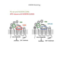 CXCR4 Staining
PE rat anti-hCXCR4 (1D9)
APC mouse anti hCXCR4 (12G5)
12G5
1D9 1D9
EPI-X4
 