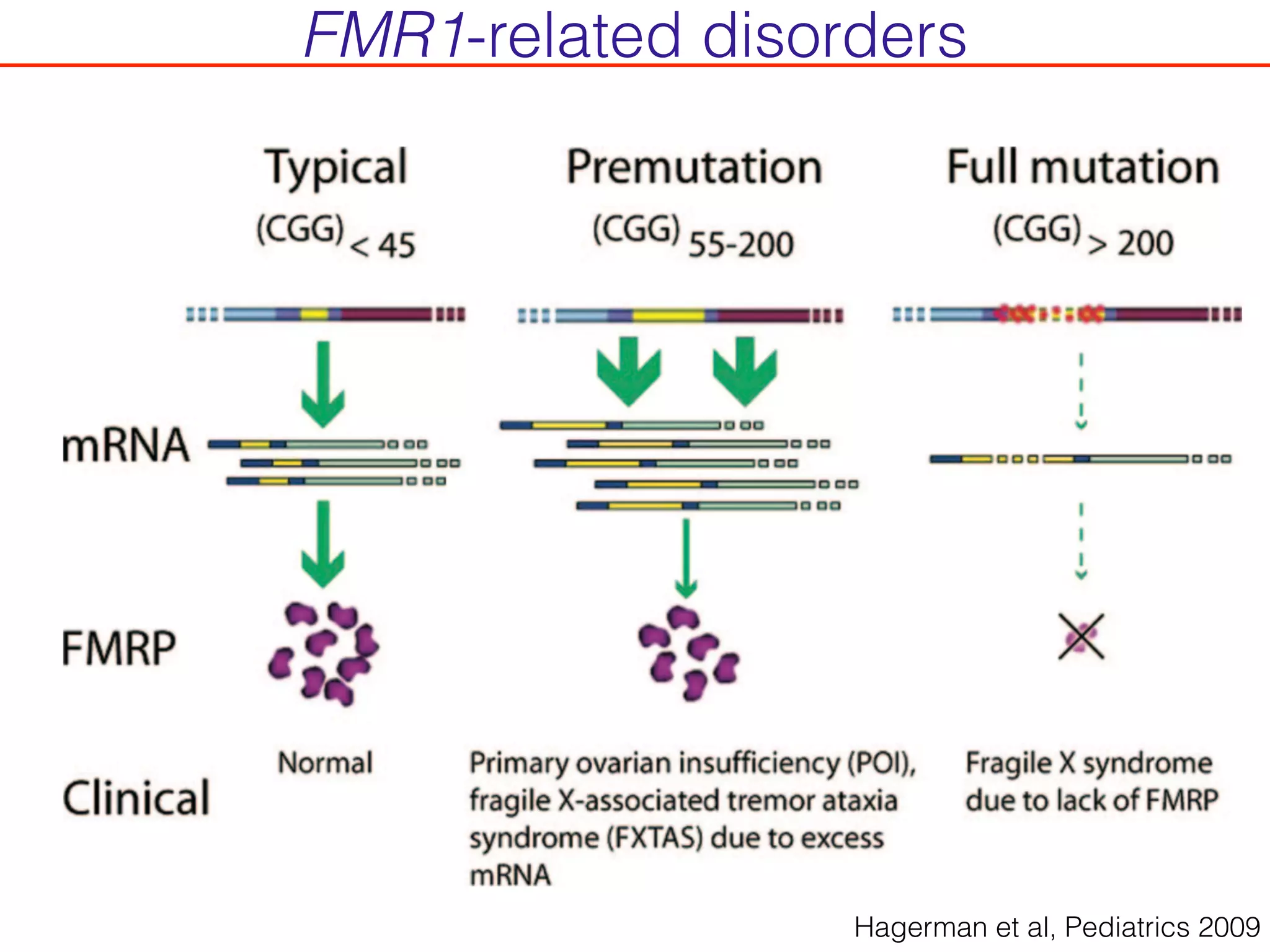 Hagerman et al, Pediatrics 2009
FMR1-related disorders
 