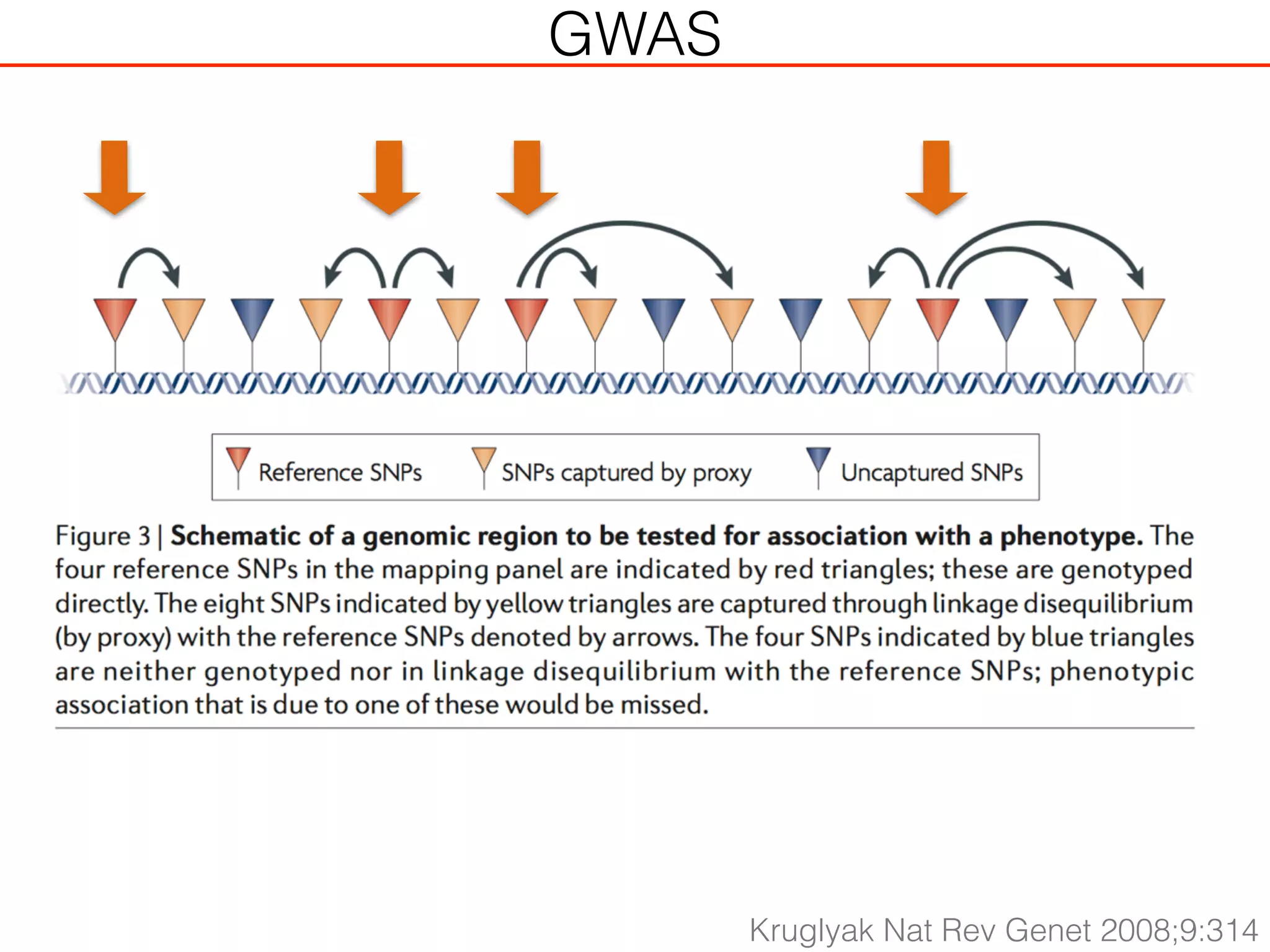 Kruglyak Nat Rev Genet 2008;9:314
GWAS
 