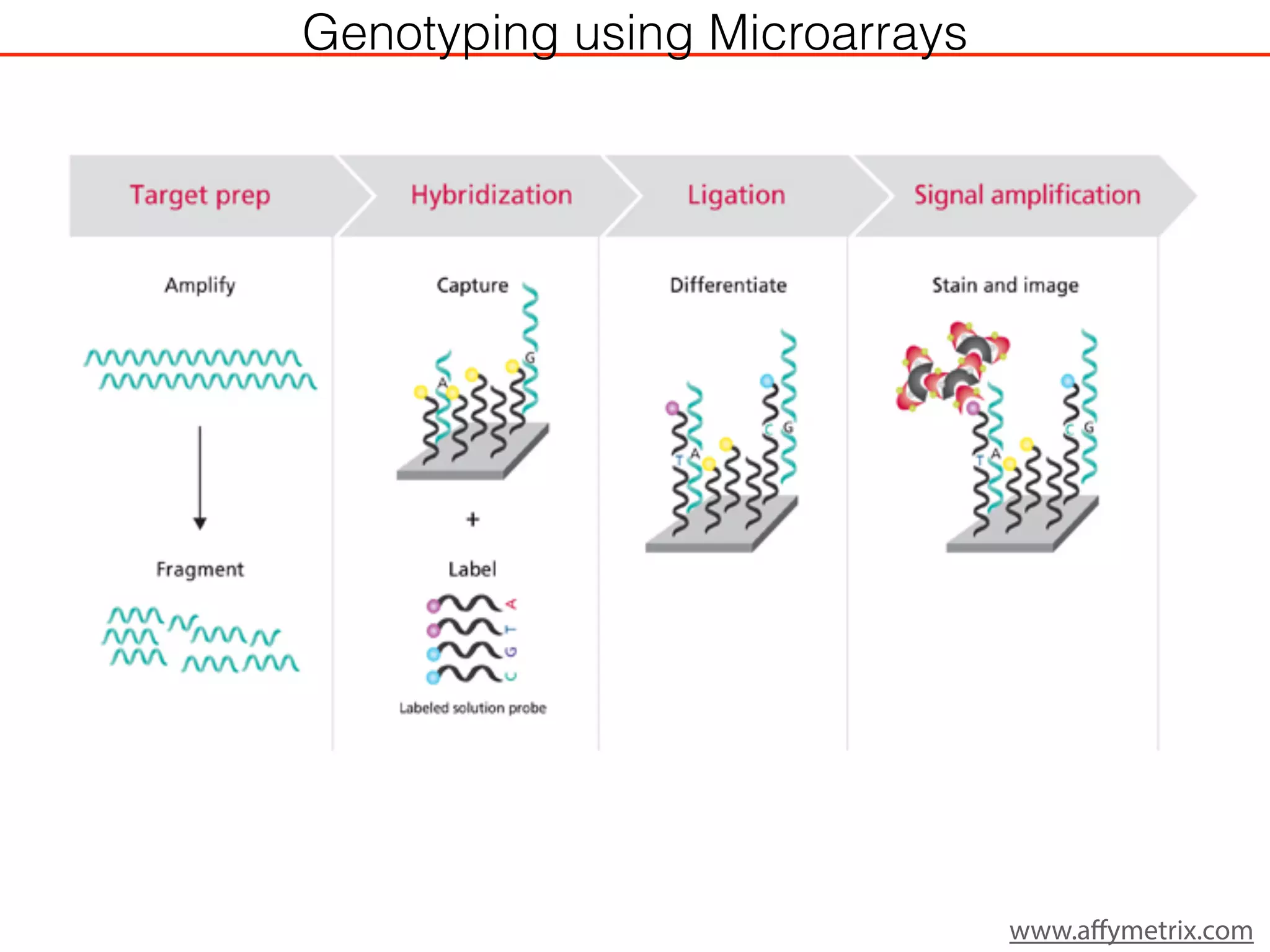 Genotyping using Microarrays
www.affymetrix.com
 
