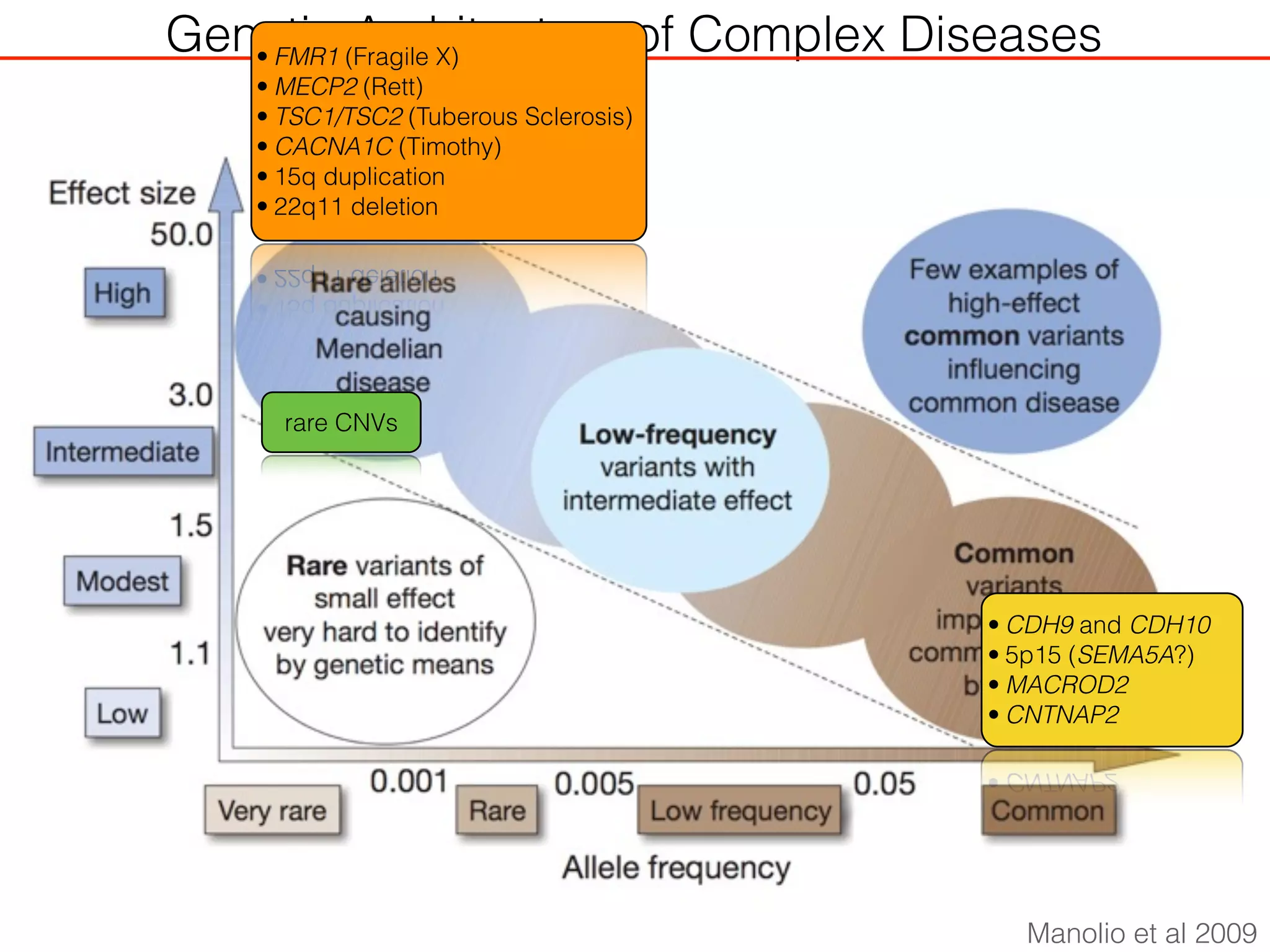 Genetic Architecture of Complex Diseases
Manolio et al 2009
• FMR1 (Fragile X)
• MECP2 (Rett)
• TSC1/TSC2 (Tuberous Sclerosis)
• CACNA1C (Timothy)
• 15q duplication
• 22q11 deletion
• CDH9 and CDH10
• 5p15 (SEMA5A?)
• MACROD2
• CNTNAP2
rare CNVs
 
