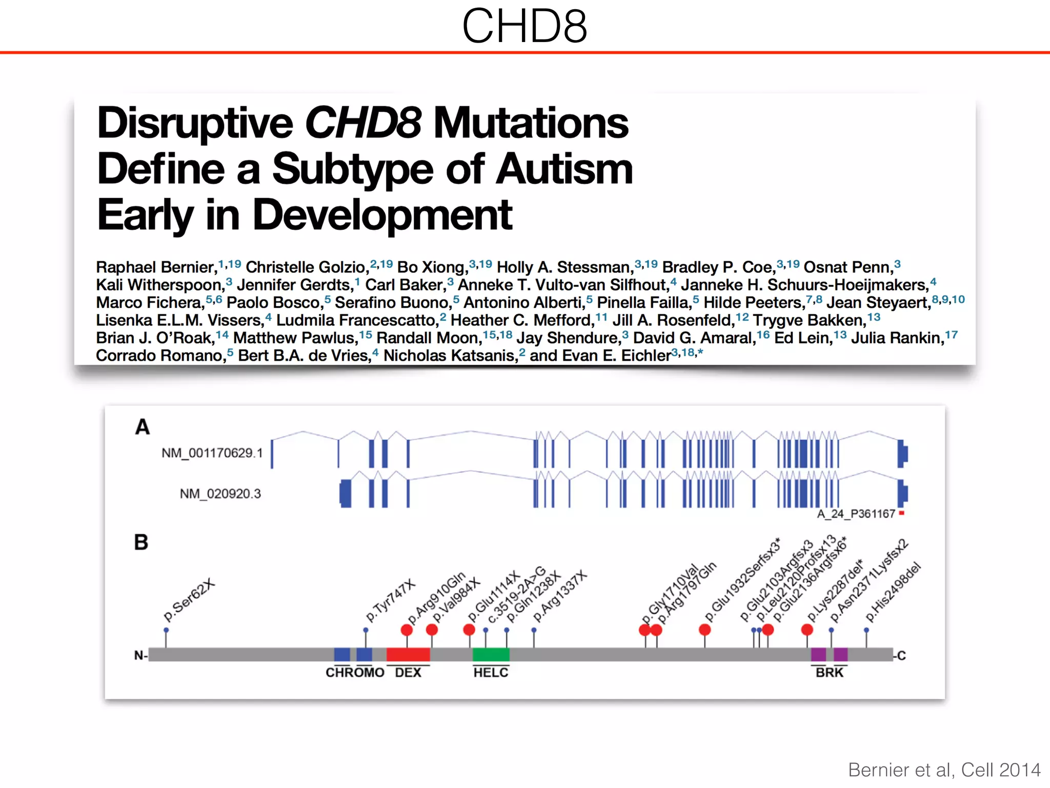 CHD8
Bernier et al, Cell 2014
 