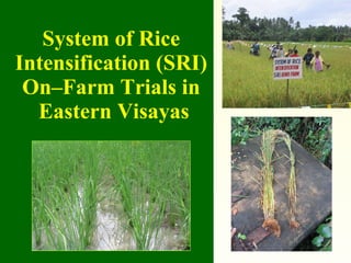 System of Rice Intensification (SRI) On–Farm Trials in  Eastern Visayas 