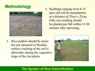The System of Rice Intensification Methodology 5.  Seedlings ranging from 8-15 days old will be transplanted at a distance...