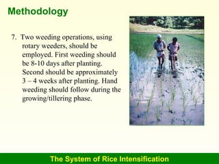 The System of Rice Intensification Methodology 7.  Two weeding operations, using rotary weeders, should be employed. First...