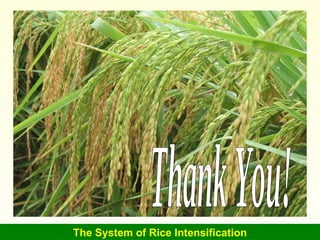 The System of Rice Intensification Thank You! 