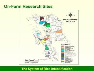 The System of Rice Intensification On-Farm Research Sites 
