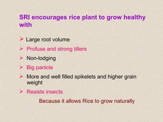 <ul><li>SRI encourages rice plant to grow healthy with   </li></ul><ul><li>Large root volume   </li></ul><ul><li>Profuse a...