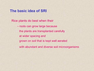 The basic idea of SRI Rice plants do best when their -  roots can grow large because the plants are transplanted carefully...