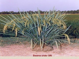Swarna under SRI 