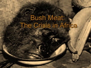 *1 Bush Meat: The Crisis in Africa 