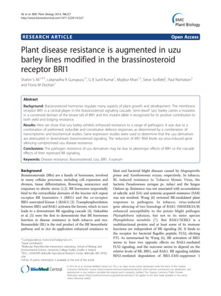 RESEARCH ARTICLE Open Access
Plant disease resistance is augmented in uzu
barley lines modified in the brassinosteroid
receptor BRI1
Shahin S Ali1,4*†
, Lokanadha R Gunupuru1†
, G B Sunil Kumar1
, Mojibur Khan1,5
, Steve Scofield2
, Paul Nicholson3
and Fiona M Doohan1
Abstract
Background: Brassinosteroid hormones regulate many aspects of plant growth and development. The membrane
receptor BRI1 is a central player in the brassinosteroid signaling cascade. Semi-dwarf ‘uzu’ barley carries a mutation
in a conserved domain of the kinase tail of BRI1 and this mutant allele is recognised for its positive contribution to
both yield and lodging resistance.
Results: Here we show that uzu barley exhibits enhanced resistance to a range of pathogens. It was due to a
combination of preformed, inducible and constitutive defence responses, as determined by a combination of
transcriptomic and biochemical studies. Gene expression studies were used to determine that the uzu derivatives
are attenuated in downstream brassinosteroid signaling. The reduction of BRI1 RNA levels via virus-induced gene
silencing compromised uzu disease resistance.
Conclusions: The pathogen resistance of uzu derivatives may be due to pleiotropic effects of BRI1 or the cascade
effects of their repressed BR signaling.
Keywords: Disease resistance, Brassinosteroid, Uzu, BRI1, Fusarium
Background
Brassinosteroids (BRs) are a family of hormones, involved
in many cellular processes, including cell expansion and
division, tissue differentiation, flowering, senescence and
responses to abiotic stress [1,2]. BR hormones sequentially
bind to the extracellular domains of the leucine rich repeat
receptor BR Insensitive 1 (BRI1) and the co-receptor
BRI1-associated Kinase 1 (BAK1) [3]. Transphosphorylation
between BRI1 and BAK1 activates the former, which in turn
leads to a downstream BR signaling cascade [4]. Nakashita
et al. [5] were the first to demonstrate that BR hormones
function in disease resistance in both tobacco and rice.
Brassinolide (BL) is the end product of the BR biosynthetic
pathway and in rice its application enhanced resistance to
blast and bacterial blight diseases caused by Magnaporthe
grisea and Xanthomonas oryzae, respectively. In tobacco,
BL induced resistance to Tobacco Mosaic Virus, the
bacteria Pseudomonas syringae pv. tabaci and the fungus
Oidium sp. Resistance was not associated with accumulation
of salicylic acid (SA) and systemic-acquired resistance (SAR)
was not involved. Wang [6] reviewed BR-modulated plant
responses to pathogens. In tobacco, virus-induced
gene silencing of two homologs of BAK1 (NbSERK3A/B)
enhanced susceptibility to the potato blight pathogen
Phytophthora infestans, but not to its sister species
Phytophthora mirabilis [7]. But BAK1/SERK3 is a
multifunctional protein and at least some of its immune
functions are independent of BR signaling [8]. It binds to
the receptor for bacterial flagellin peptide, FLS2, eliciting
PTI. As summarised by Wang [6], BR activation of BRI1
seems to have two opposite effects on BAK1-mediated
FLS2 signaling, and the outcome seems to depend on the
relative levels of BR, BRI1, and BAK1. BR signaling inhibits
BIN2-mediated degradation of BRI1-EMS-suppressor 1
* Correspondence: shahinsharif.ali@gmail.com
†
Equal contributors
1
Molecular Plant-Microbe Interactions Laboratory, School of Biology and
Environmental Science, University College Dublin, Dublin 4, Ireland
4
SPCL, USDA/ARS Beltsville Agricultural Research Center, Beltsville, MD 20705,
USA
Full list of author information is available at the end of the article
© 2014 Ali et al.; licensee BioMed Central Ltd. This is an Open Access article distributed under the terms of the Creative
Commons Attribution License (http://creativecommons.org/licenses/by/4.0), which permits unrestricted use, distribution, and
reproduction in any medium, provided the original work is properly credited. The Creative Commons Public Domain
Dedication waiver (http://creativecommons.org/publicdomain/zero/1.0/) applies to the data made available in this article,
unless otherwise stated.
Ali et al. BMC Plant Biology 2014, 14:227
http://www.biomedcentral.com/1471-2229/14/227
 