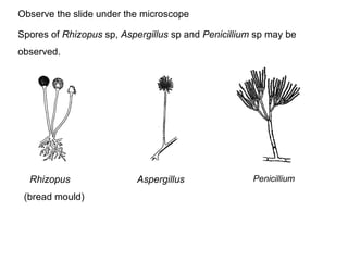 Observe the slide under the microscope 
Spores of Rhizopus sp, Aspergillus sp and Penicillium sp may be 
observed. 
Rhizopus Aspergillus Penicillium 
(bread mould) 

