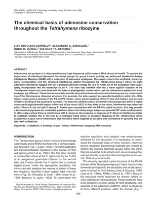 The chemical basis of adenosine conservation
throughout the Tetrahymena ribozyme
LORI ORTOLEVA-DONNELLY,1
ALEXANDER A. SZEWCZAK,1
ROBIN R. GUTELL,2
and SCOTT A. STROBEL1
1
Department of Molecular Biophysics and Biochemistry, Yale University, New Haven, Connecticut 06520, USA
2
Department of Chemistry and Biochemistry, Campus Box 215, University of Colorado,
Boulder, Colorado 80309-0215, USA
ABSTRACT
Adenosines are present at a disproportionately high frequency within several RNA structural motifs. To explore the
importance of individual adenosine functional groups for group I intron activity, we performed Nucleotide Analog
Interference Mapping (NAIM) with a collection of adenosine analogues. This paper reports the synthesis, transcrip-
tional incorporation, and the observed interference pattern throughout the Tetrahymena group I intron for eight
adenosine derivatives tagged with an a-phosphorothioate linkage for use in NAIM. All of the analogues were accu-
rately incorporated into the transcript as an A. The sites that interfere with the 39-exon ligation reaction of the
Tetrahymena intron are coincident with the sites of phylogenetic conservation, yet the interference patterns for each
analogue are different. These interference data provide several biochemical constraints that improve our understand-
ing of the Tetrahymena ribozyme structure. For example, the data support an essential A-platform within the J6/6a
region, major groove packing of the P3 and P7 helices, minor groove packing of the P3 and J4/5 helices, and an axial
model for binding of the guanosine cofactor. The data also identify several essential functional groups within a highly
conserved single-stranded region in the core of the intron (J8/7). At four sites in the intron, interference was observed
with 29-fluoro A, but not with 29-deoxy A. Based upon comparison with the P4-P6 crystal structure, this may provide
a biochemical signature for nucleotide positions where the ribose sugar adopts an essential C29-endo conformation.
In other cases where there is interference with 29-deoxy A, the presence or absence of 29-fluoro A interference helps
to establish whether the 29-OH acts as a hydrogen bond donor or acceptor. Mapping of the Tetrahymena intron
establishes a basis set of information that will allow these reagents to be used with confidence in systems that are
less well understood.
Keywords: A-platform; G binding; Group I intron; interference mapping; RNA structure
INTRODUCTION
The Tetrahymena group I intron is one of several large
catalytically active RNAs that folds into a compact glob-
ular structure (Fig+ 1; Cech, 1993)+ The intron catalyzes
two transesterification reactions in the course of RNA
self-splicing (Cech et al+, 1992)+ The first step consists
of nucleophilic attack at the 59 splice site by the 39-OH
of an exogenous guanosine cofactor+ In the second
step, the 59-exon attacks the 39 splice site to produce
ligated exons+ Under the appropriate conditions, the
intron can also catalyze the reverse of either of these
two reactions, resulting in exon ligation back onto the
intron (Fig+ 2A; Woodson & Cech, 1989; Green et al+,
1990; Beaudry & Joyce, 1992)+ To understand the
reaction specificity and catalytic rate enhancement
achieved by this ribozyme, it is necessary to under-
stand the structural basis of intron function+ Improved
atomic resolution biochemical methods are needed to
identify the specific chemical groups within the intron
that are essential to its activity and, as a consequence,
perhaps identify unique biochemical signatures for spe-
cific RNA structural motifs+
The recently reported crystal structure of the P4-P6
domain of the Tetrahymena group I intron has provided
tremendous insight into the secondary and tertiary struc-
tures involved in RNA folding (Cate & Doudna, 1996;
Cate et al+, 1996a, 1996b; Cate et al+, 1997)+ Many of
the structural motifs important for domain folding in-
volve adenosine-rich sequences+ These motifs are likely
to be present in a wide variety of RNA structures+ One
example is the adenosine-platform, which is observed
at three different positions within the domain (Fig+ 1;
Reprint requests to: Scott Strobel, Department of Molecular Bio-
physics and Biochemistry, 260 Whitney Ave+, Yale University, New
Haven, Connecticut 06520, USA; e-mail: strobel@csb+yale+edu+
RNA (1998), 4:498–519+ Cambridge University Press+ Printed in the USA+
Copyright © 1998 RNA Society+
498
 