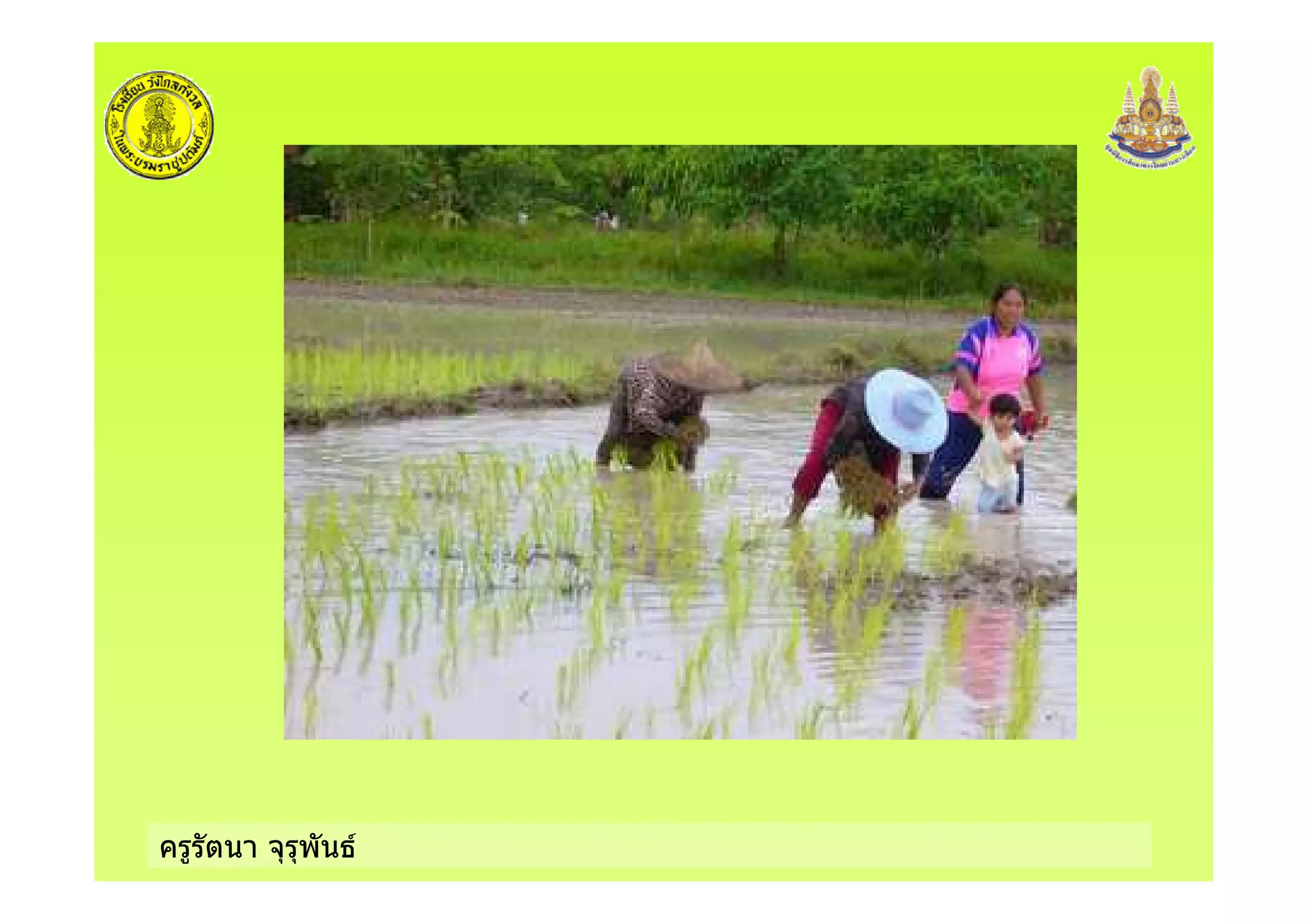 ครูรัตนา จุรุพันธ
 