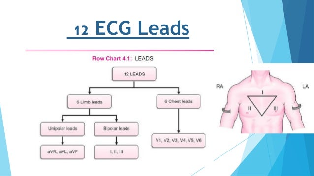 Ecg basics pdf