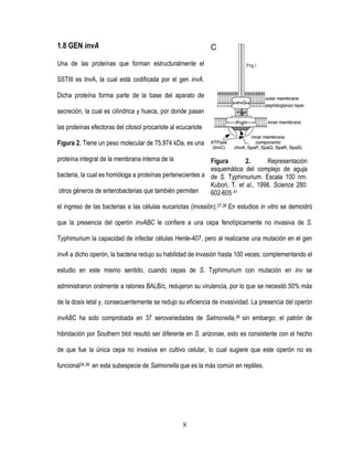 1.8 GEN invA
Una de las proteínas que forman estructuralmente el
SSTIII es InvA, la cual está codificada por el gen invA.
Dicha proteína forma parte de la base del aparato de
secreción, la cual es cilíndrica y hueca, por donde pasan
las proteínas efectoras del citosol procariote al ecucariote
Figura 2. Tiene un peso molecular de 75,974 kDa, es una
proteína integral de la membrana interna de la

Figura
2.
Representación
esquemática del complejo de aguja
bacteria, la cual es homóloga a proteínas pertenecientes a de S. Typhimurium. Escala 100 nm.
Kubori, T. et al., 1998. Science 280:
otros géneros de enterobacterias que también permiten
602-605 41
el ingreso de las bacterias a las células eucariotas (invasión).37,38 En estudios in vitro se demostró
que la presencia del operón invABC le confiere a una cepa fenotípicamente no invasiva de S.
Typhimurium la capacidad de infectar células Henle-407, pero al realizarse una mutación en el gen
invA a dicho operón, la bacteria redujo su habilidad de invasión hasta 100 veces; complementando el
estudio en este mismo sentido, cuando cepas de S. Typhimurium con mutación en inv se
administraron oralmente a ratones BALB/c, redujeron su virulencia, por lo que se necesitó 50% más
de la dosis letal y, consecuentemente se redujo su eficiencia de invasividad. La presencia del operón
invABC ha sido comprobada en 37 serovariedades de Salmonella,38 sin embargo; el patrón de
hibridación por Southern blot resultó ser diferente en S. arizonae, esto es consistente con el hecho
de que fue la única cepa no invasiva en cultivo celular, lo cual sugiere que este operón no es
funcional34,38 en esta subespecie de Salmonella que es la más común en reptiles.

8

 