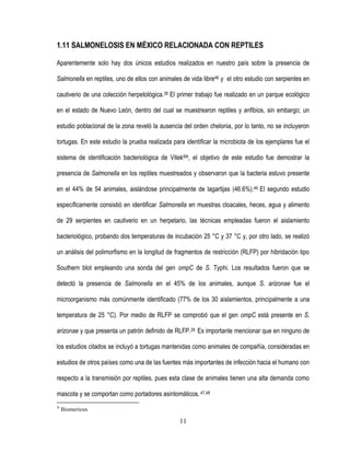 1.11 SALMONELOSIS EN MÉXICO RELACIONADA CON REPTILES
Aparentemente solo hay dos únicos estudios realizados en nuestro país sobre la presencia de
Salmonella en reptiles, uno de ellos con animales de vida libre46 y el otro estudio con serpientes en
cautiverio de una colección herpetológica.26 El primer trabajo fue realizado en un parque ecológico
en el estado de Nuevo León, dentro del cual se muestrearon reptiles y anfibios, sin embargo; un
estudio poblacional de la zona reveló la ausencia del orden chelonia, por lo tanto, no se incluyeron
tortugas. En este estudio la prueba realizada para identificar la microbiota de los ejemplares fue el
sistema de identificación bacteriológica de Vitek®A, el objetivo de este estudio fue demostrar la
presencia de Salmonella en los reptiles muestreados y observaron que la bacteria estuvo presente
en el 44% de 54 animales, aislándose principalmente de lagartijas (46.6%).46 El segundo estudio
específicamente consistió en identificar Salmonella en muestras cloacales, heces, agua y alimento
de 29 serpientes en cautiverio en un herpetario, las técnicas empleadas fueron el aislamiento
bacteriológico, probando dos temperaturas de incubación 25 °C y 37 °C y, por otro lado, se realizó
un análisis del polimorfismo en la longitud de fragmentos de restricción (RLFP) por hibridación tipo
Southern blot empleando una sonda del gen ompC de S. Typhi. Los resultados fueron que se
detectó la presencia de Salmonella en el 45% de los animales, aunque S. arizonae fue el
microorganismo más comúnmente identificado (77% de los 30 aislamientos, principalmente a una
temperatura de 25 °C). Por medio de RLFP se comprobó que el gen ompC está presente en S.
arizonae y que presenta un patrón definido de RLFP.26 Es importante mencionar que en ninguno de
los estudios citados se incluyó a tortugas mantenidas como animales de compañía, consideradas en
estudios de otros países como una de las fuentes más importantes de infección hacia el humano con
respecto a la transmisión por reptiles, pues esta clase de animales tienen una alta demanda como
mascota y se comportan como portadores asintomáticos. 47,48
A

Biomerieux

11

 