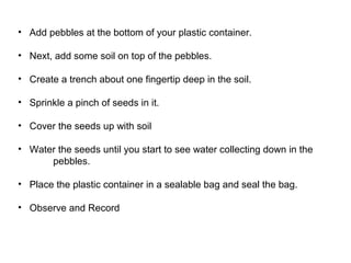 • Add pebbles at the bottom of your plastic container. 
• Next, add some soil on top of the pebbles. 
• Create a trench about one fingertip deep in the soil. 
• Sprinkle a pinch of seeds in it. 
• Cover the seeds up with soil 
• Water the seeds until you start to see water collecting down in the 
pebbles. 
• Place the plastic container in a sealable bag and seal the bag. 
• Observe and Record 
 