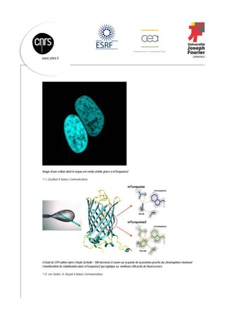  
 
www.cnrs.fr
Image d’une cellule dont le noyau est rendu visible grâce à mTurquoise2.
© J. Goedhart & Nature Communications
Cristal de CFP utilisé dans l’étude (échelle : 100 microns) et zoom sur la partie de la protéine proche du chromophore montrant
l’amélioration de stabilisation dans mTurquoise2 qui explique sa meilleure efficacité de fluorescence.
© D. von Stetten, A. Royant & Nature Communications.
 