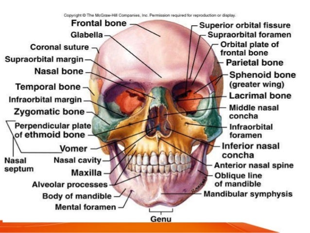 anatomy of nose anatomy of nose
