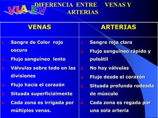 DIFERENCIA ENTRE VENAS Y
ARTERIAS
VENAS ARTERIAS
1. Sangre de Color rojo
oscuro
2. Flujo sanguíneo lento
3. Válvulas sobre todo en las
divisiones
4. Flujo hacia el corazón
5. Situada superficialmente
6. Cada zona es irrigada por
múltiples venas.
1. Sangre roja clara
2. Flujo sanguíneo rápido y
pulsátil
3. No hay válvulas
4. Flujo desde el corazón
5. Situada profunda rodeada
de músculo
6. Cada zona es regada por
una sola arteria
 